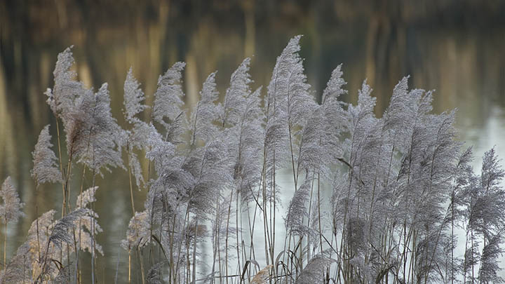 有道翻译下载及网页翻译功能全解锁指南 二