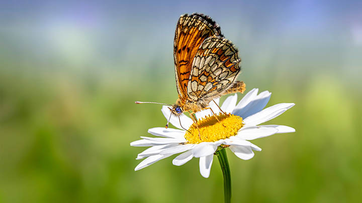 网页翻译神器大揭秘!如何轻松下载和使用有道翻译,实现流畅浏览外文网站? 二
