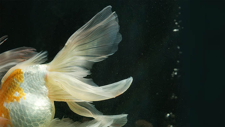 有道翻译下载：掌握网页翻译系统的3个秘诀 二