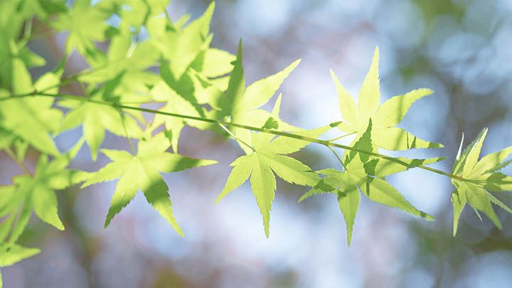 手机端有道翻译下载攻略: 三大要点快速掌握网页翻译技巧适用iOS/Android 二