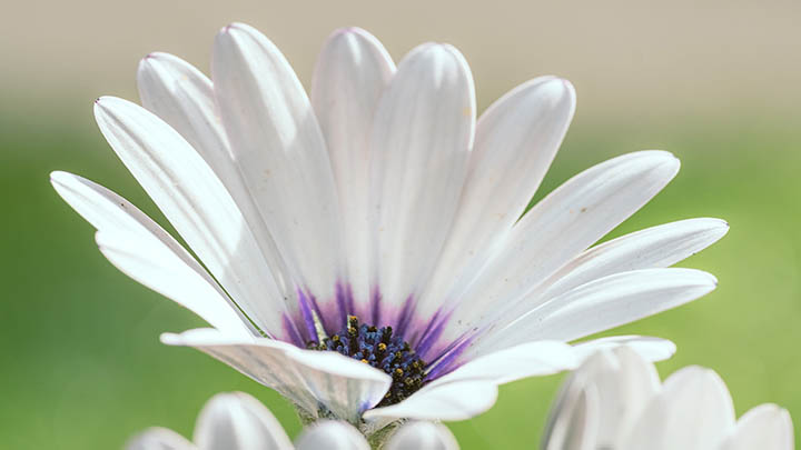 有道翻译下载生词本版本：快速安装指南 二