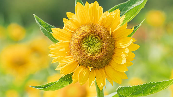 有道翻译下载生词本苹果用户必看攻略 二