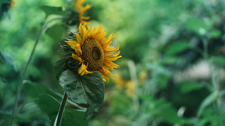 有道翻译下载生词本手机无法同步？一站式解决更新问题 二