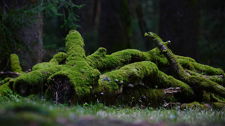有道翻译下载词典版本全解析Win/Mac适用最新指南 二