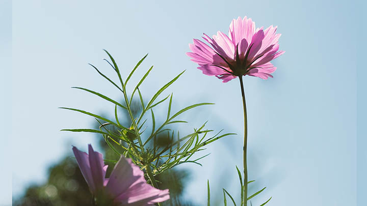 有道翻译下载词典手机安装失败？一招解决闪退/卡顿/无法启动问题 二