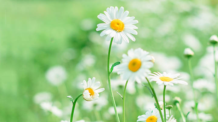 有道翻译下载词典平板攻略+免费获取入口解析 二