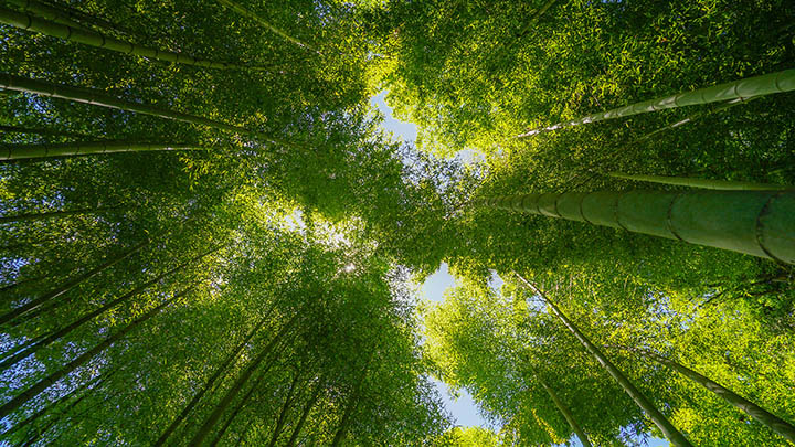 有道翻译下载例句平板+全面指南助你如虎添翼2025年 二