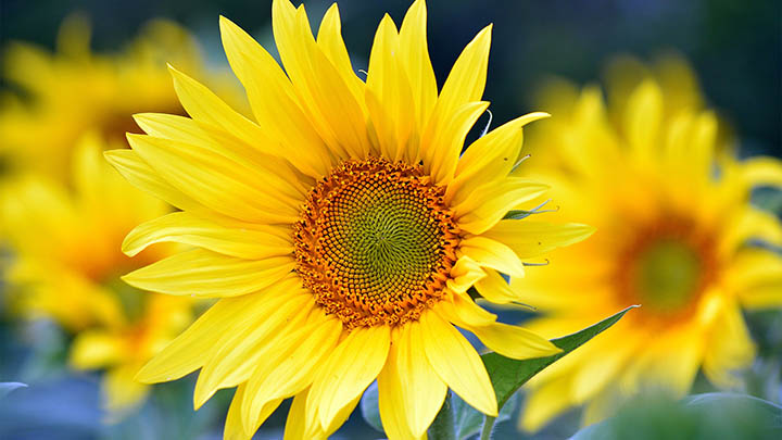 有道翻译发音版本怎么下载？详解最新版下载攻略 二