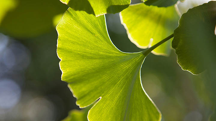 安卓设备如何下载有道翻译并启用精准发音？详解设置技巧+离线包使用教程 二