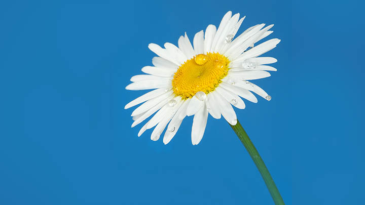 有道翻译发音平板怎么下载使用? 二