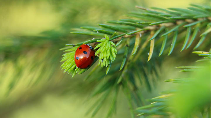 有道翻译下载历史记录怎么用？详细教程解析 二