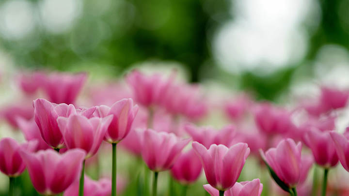 如何实现有道翻译下载历史记录同步攻略? 二