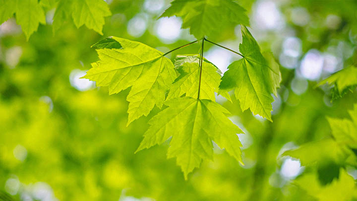 有道翻译下载历史版本获取三招Win/Mac轻松搞定 二