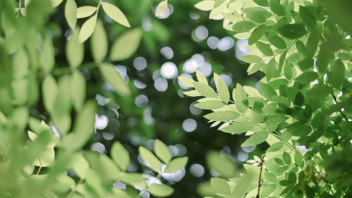 有道翻译下载历史记录/电脑查找解析/一站式解决方案 二