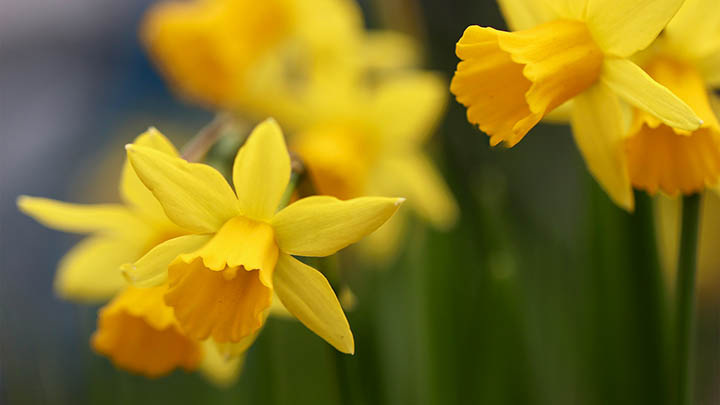 如何开启有道翻译云同步？苹果用户下载设置详解+实用技巧分享 二