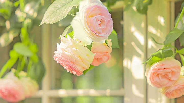 有道翻译下载会员使用全攻略大揭密 二