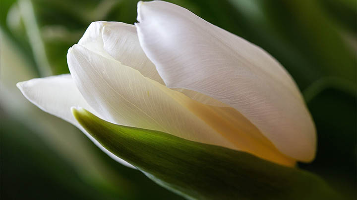 有道翻译会员版下载指南全解Win/Mac操作教程详解 二