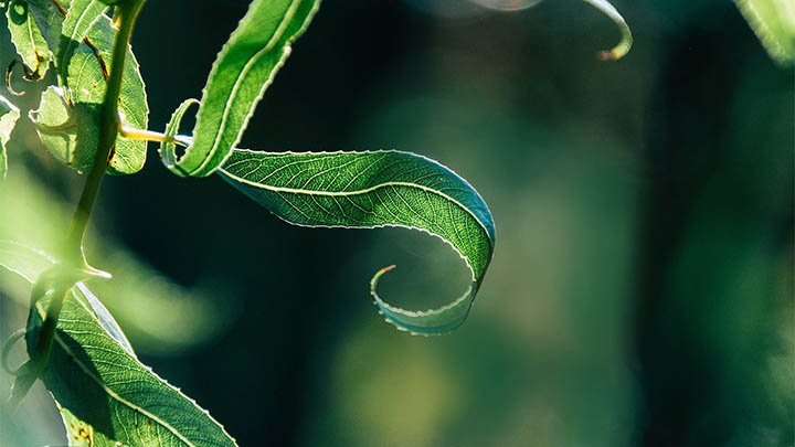 安卓端有道翻译会员下载全新指南，畅享优质翻译体验2025年 二